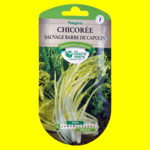 OLYMPUS DIGITAL CAMERA Chicorée à forcer - BARBE DE CAPUCIN (8gr)