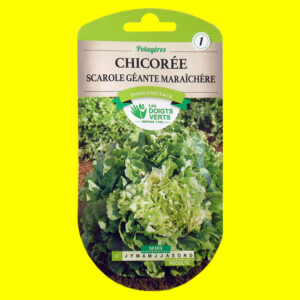 Chicorée scarole - GROSSE BOUCLEE (3gr)