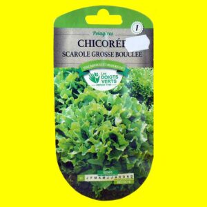 Chicoree-scarole-grosse-bou Chicorée scarole - GROSSE BOUCLEE (3gr)