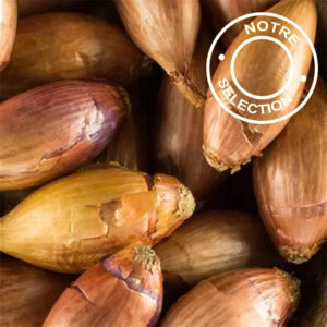 Echalote LONGOR Echalote - LONGOR (bulbe)
