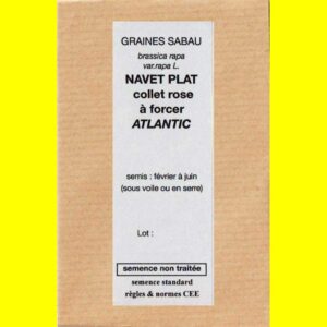 Navet-plat-collet-rose-Atla Navet de Milan - ATLANTIC (graines nues)