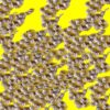 Betterave jaune - BOLDOR F1