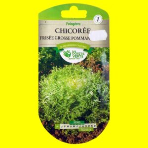 Chicorée frisée - POMMANT SEULE (3gr)