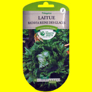 OLYMPUS DIGITAL CAMERA Laitue Batavia verte - REINE DES GLACES (4gr)