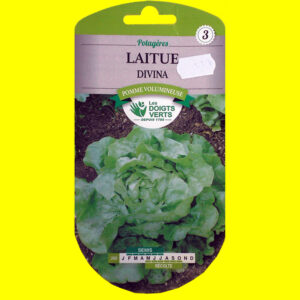 OLYMPUS DIGITAL CAMERA Laitue pommée d'été - DIVINA (2gr)