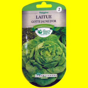 OLYMPUS DIGITAL CAMERA Laitue pommee de printemps - Gotte jaune d'or (5gr)