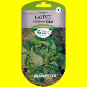 OLYMPUS DIGITAL CAMERA Laitue pommée d'été - KINEMONTPAS (4gr)