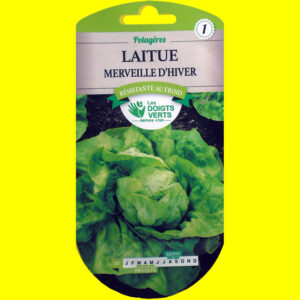 OLYMPUS DIGITAL CAMERA Laitue d'automne/hiver - Merveille d'hiver (4gr)