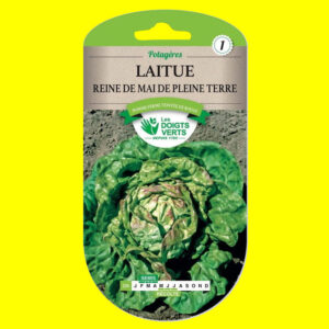 laitue reine de mai de pleine terre Laitue - REINE DE MAI (de plein terre) (5gr)