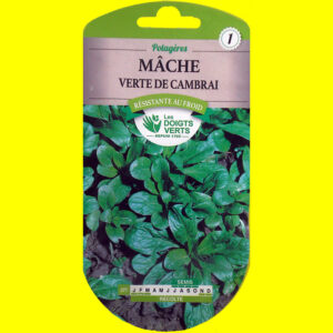 OLYMPUS DIGITAL CAMERA Mâche / salade de blé - VERTE DE CAMBRAI (6gr)