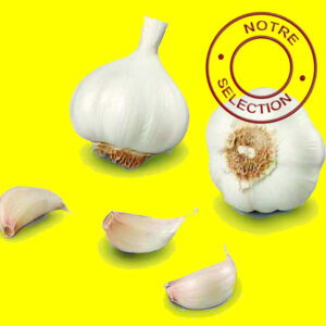 Ail MORADO DE CUENCA