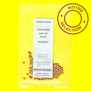 Chicorée Pain de Sucre Suméro copie Chicorée pain de sucre - SUMERO (semences enrobées)