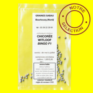 Chicorée Witloof Bingo F1 Chicorée à forcer - BINGO F1 (semences enrobées)