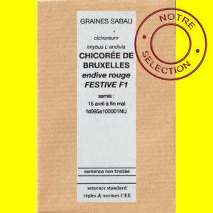 Chicorée de Bruxelles Festive F1 copie Chicorée à forcer - FESTIVE F1 (endive rouge)