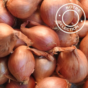 Echalote MIKOR Echalotte - MIKOR (bulbe)