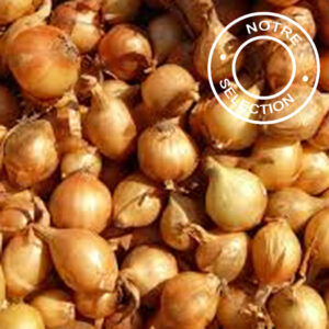 Echalotte Red Sun RED-SUN (échalote russe)