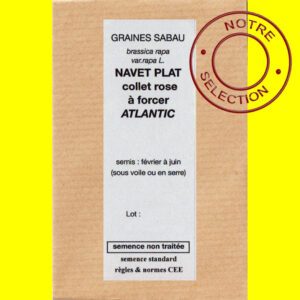 Navet plat collet rose Atlantic copie Navet de Milan - ATLANTIC (graines nues)