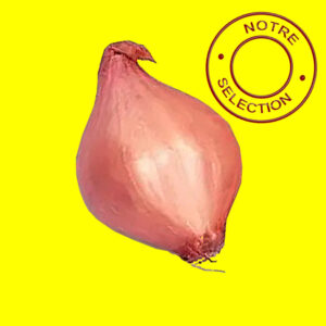 Oignon-PRUJSKA-RDECA Bulbilles d'oignon rose hatif - PTUJSKA RDECA 14/21