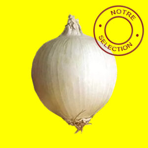 Oignon-SNOWBALL Bulbilles d'oignon blanc hatif - SNOWBALL 14/21