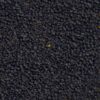 Carotte - PURPLE HAZE F1 (violette)