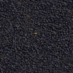 Carotte - PURPLE HAZE F1 (violette)
