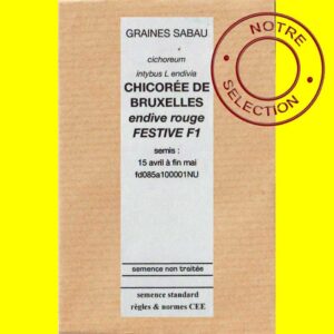 Chicorée à forcer - FESTIVE F1 (endive rouge)