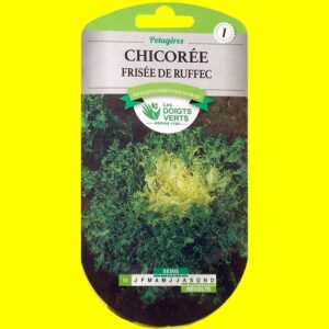 Chicorée frisée - DE RUFFEC (3gr)
