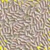 Haricot sec - FLAVERT
