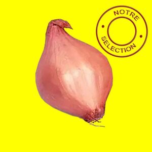 Bulbilles d'oignon rose hatif - PTUJSKA RDECA 14/21