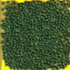 Betterave rouge - ALTO F1 (longue)