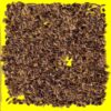 Chicorée racine - TETE D'ANGUILLE