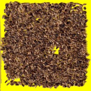 Chicorée racine - TETE D'ANGUILLE