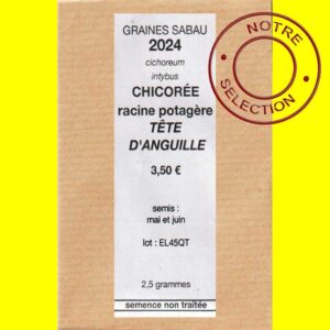 Chicorée racine - TETE D'ANGUILLE