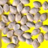 Courge jaune One Ball F1