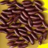 Haricot mangetout grimpant - SOMBRA