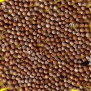 Coriandre à petits grains