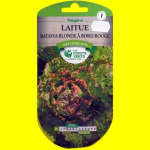 Laitue Batavia verte - Blonde bord rouge (4gr)