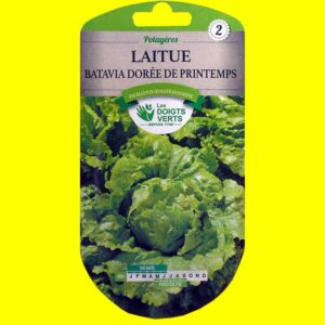 Laitue Batavia verte - Doré de printemps (2,5gr)