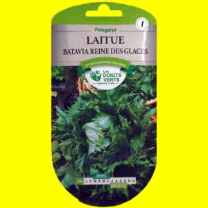 Laitue Batavia verte - REINE DES GLACES (4gr)