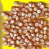 Maïs - AP2504 F1 (popcorn)