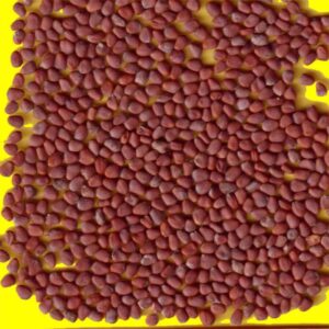 Radis rond Blanc - SNIEKA (15gr)