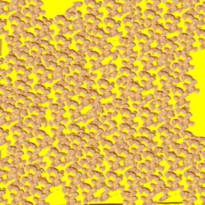 Tomate cerise jaune - GOLDWIN