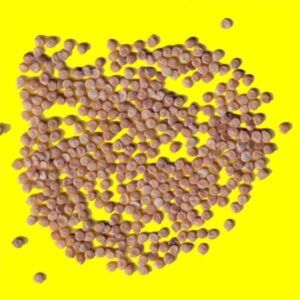 Tomate - ANANAS (Grosse Charnue Orange)